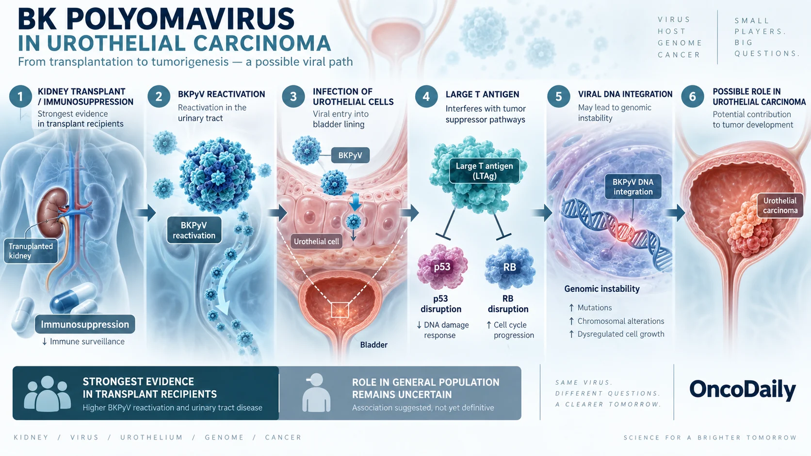The Viral Side of Bladder Cancer: BK Polyomavirus, HPV, and Urothelial Carcinoma 3 The Viral Side of Bladder Cancer: BK Polyomavirus, HPV, and Urothelial Carcinoma