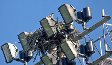 Osprey Nest Forces W-H-A Football, Girls' Soccer To Modify Schedules