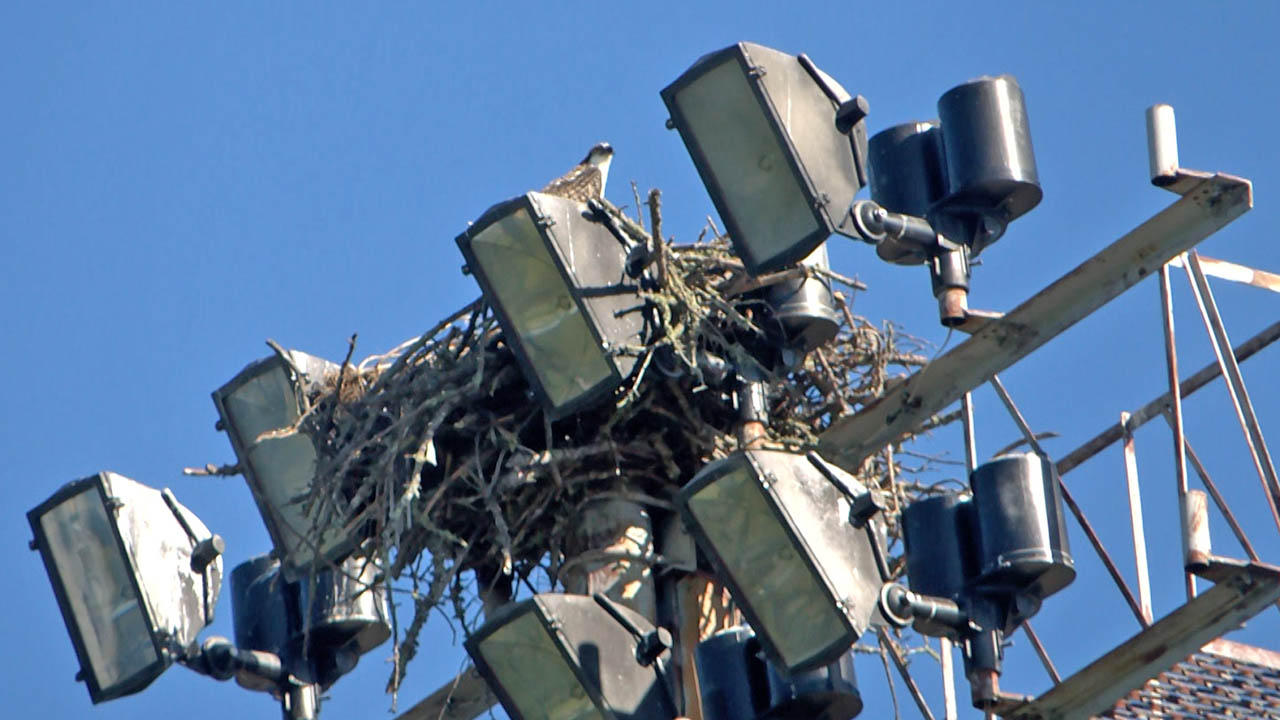 Osprey Nest Forces W-H-A Football, Girls' Soccer To Modify Schedules