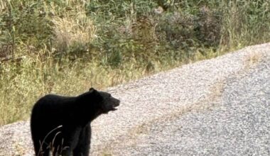 Bears spotted in Nanaimo as they fatten up for hibernation