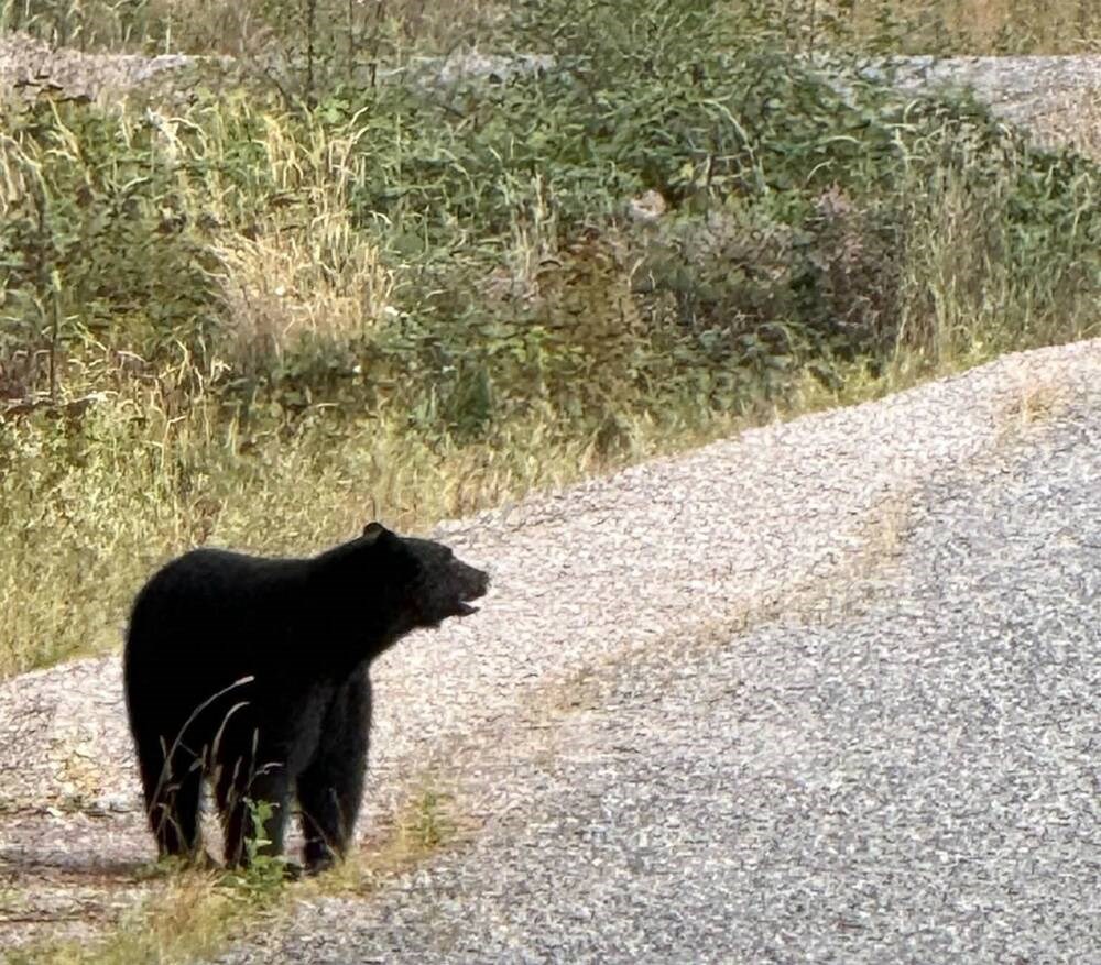 Bears spotted in Nanaimo as they fatten up for hibernation