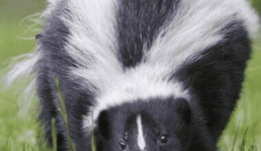 Skunk in the Kootenay Lake region tests positive for rabies
