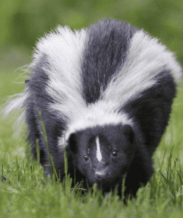 Skunk in the Kootenay Lake region tests positive for rabies