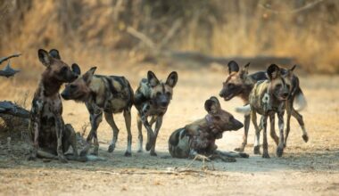 3 African wild dogs traveled more than 2,500 miles to find a mate
