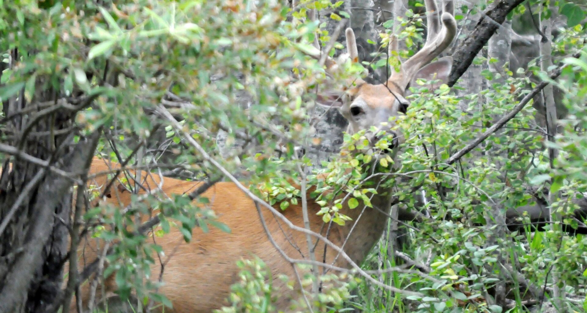 0430 no deer-NO