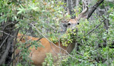 0430 no deer-NO