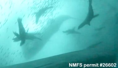 Astounding footage shows humpback whales teaming up with California sea lions to hunt in Monterey Bay