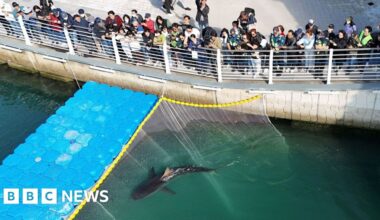 South Korea: Famed shark Bukangi returns to canal after failed rescue - BBC