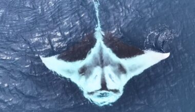 White oceanic manta