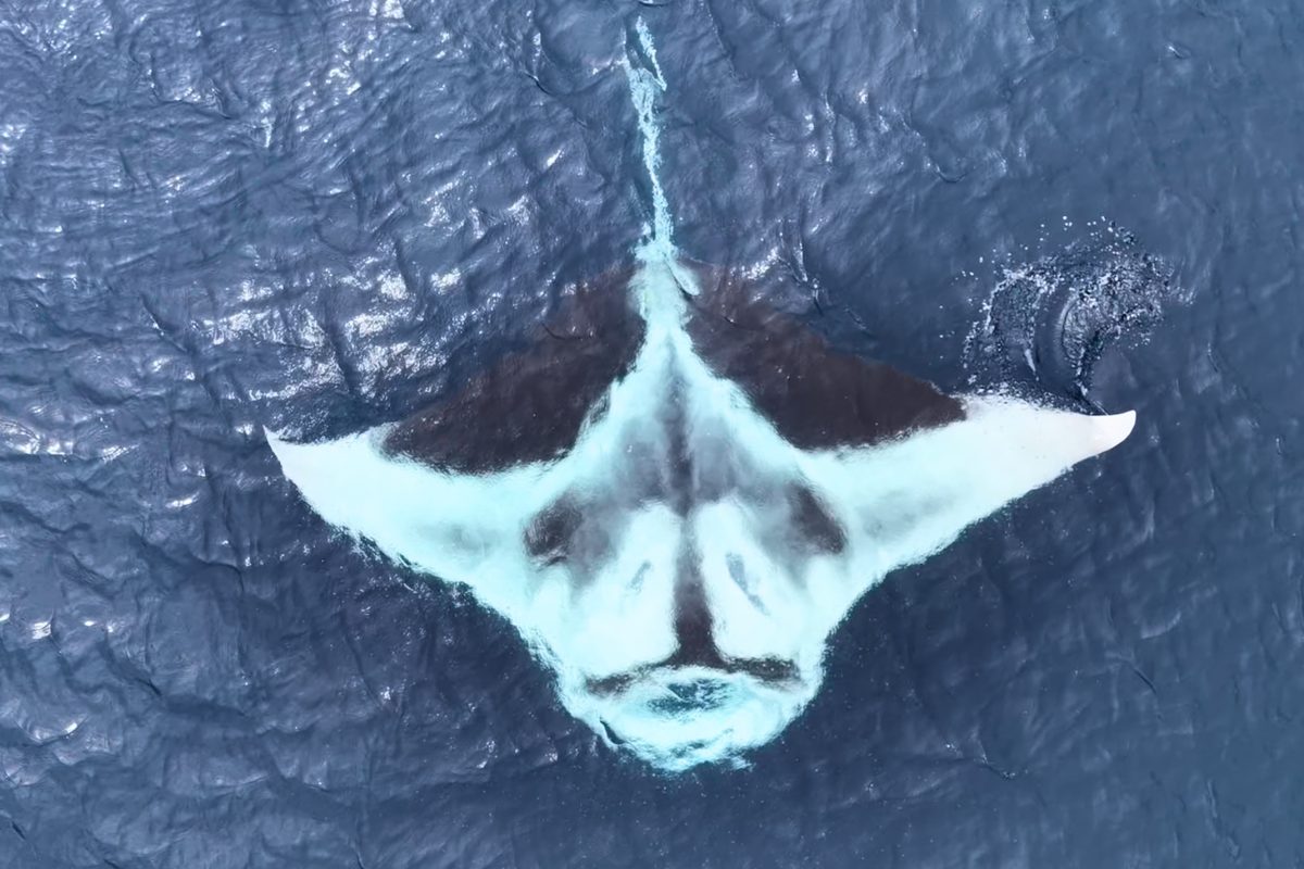 White oceanic manta