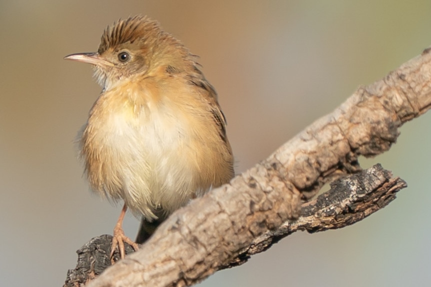 A golden-headed cisticola perched on a branch, it is gold and brown in colour with feathers sticking up on the top of its head.