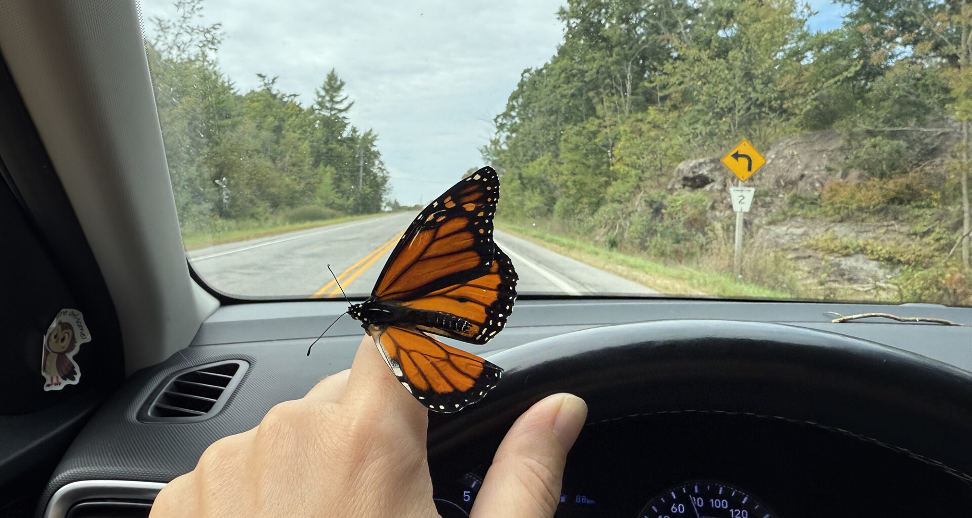 1013 ki butterfly