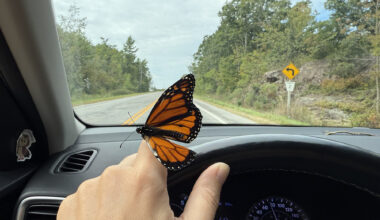 1013 ki butterfly