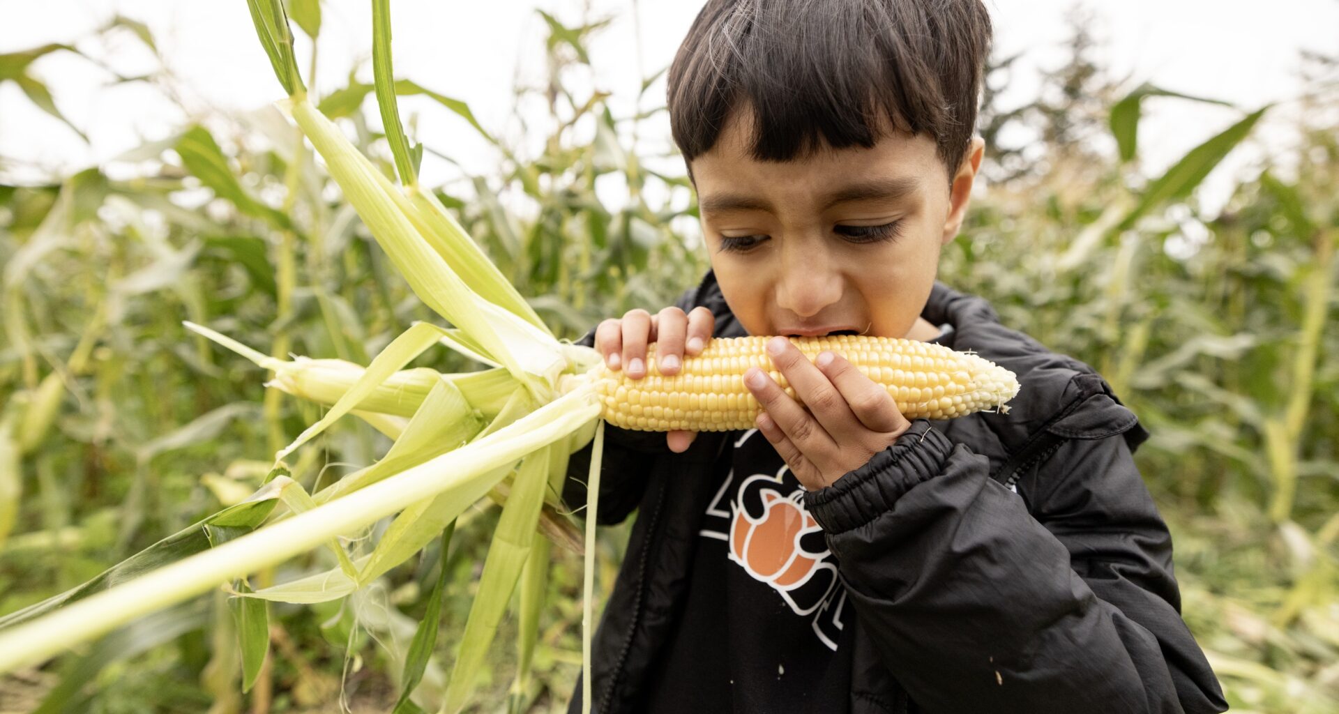 A young child bites into a corn cob in a corn field.