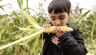 A young child bites into a corn cob in a corn field.