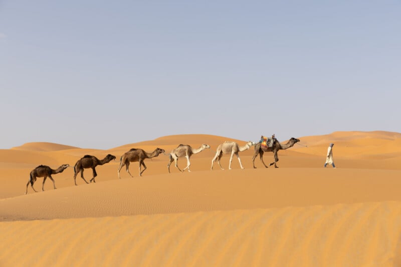 A person in traditional clothing leads a line of five camels across a vast, sandy desert landscape.