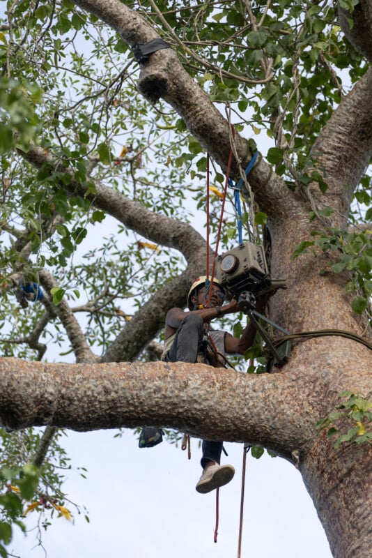 A person wearing a helmet and climbing harness sits on a large tree branch while adjusting a camera mounted to the trunk.