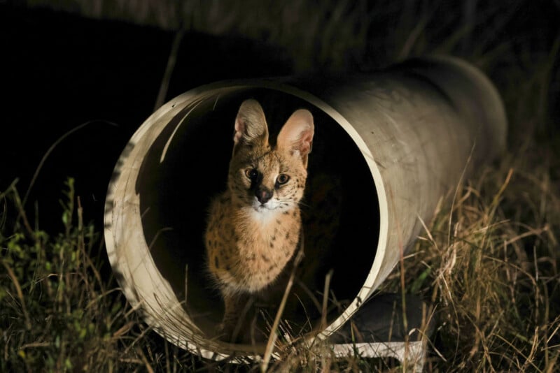 A serval with large, upright ears and a spotted coat stands inside a large, cylindrical pipe at night.