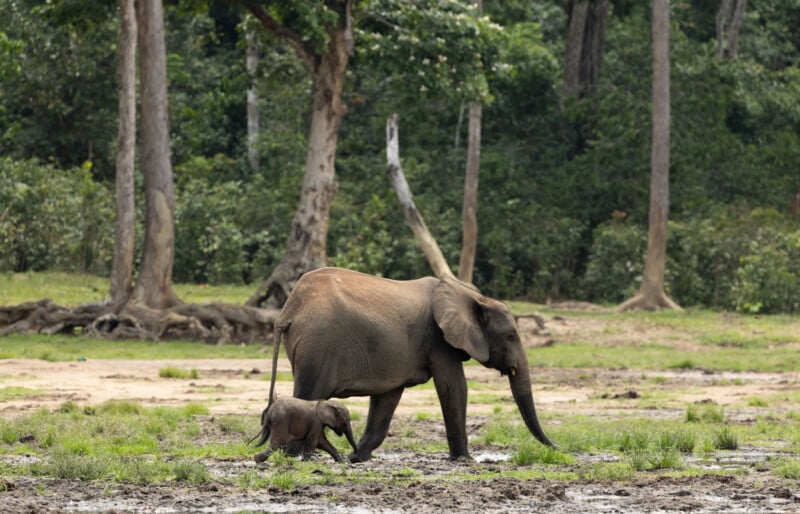 An adult elephant walks across a muddy, grassy field alongside a small calf, with a dense forest in the background.
