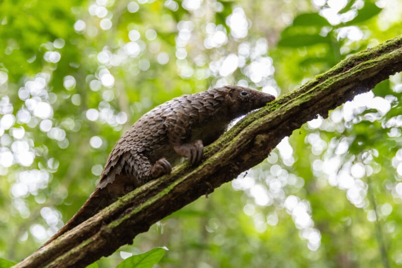 A pangolin with overlapping brown scales climbs along a mossy tree branch in a forest with a blurred, sunlit background.