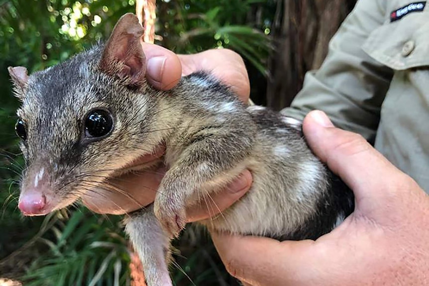 A close-up photo of a cute quoll, it is small and has brown fur spotted with patches of white.