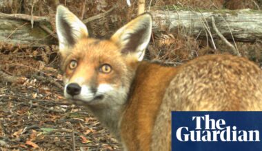 ‘We cannot accept foxes as part of our landscape’: the plan to save Australia’s threatened wildlife | Invasive species