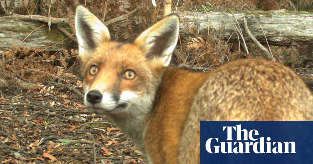‘We cannot accept foxes as part of our landscape’: the plan to save Australia’s threatened wildlife | Invasive species