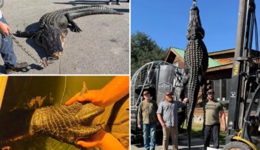 Whopping 844-pound alligator named Snaggletooth finally caught after hunter's 4-year quest