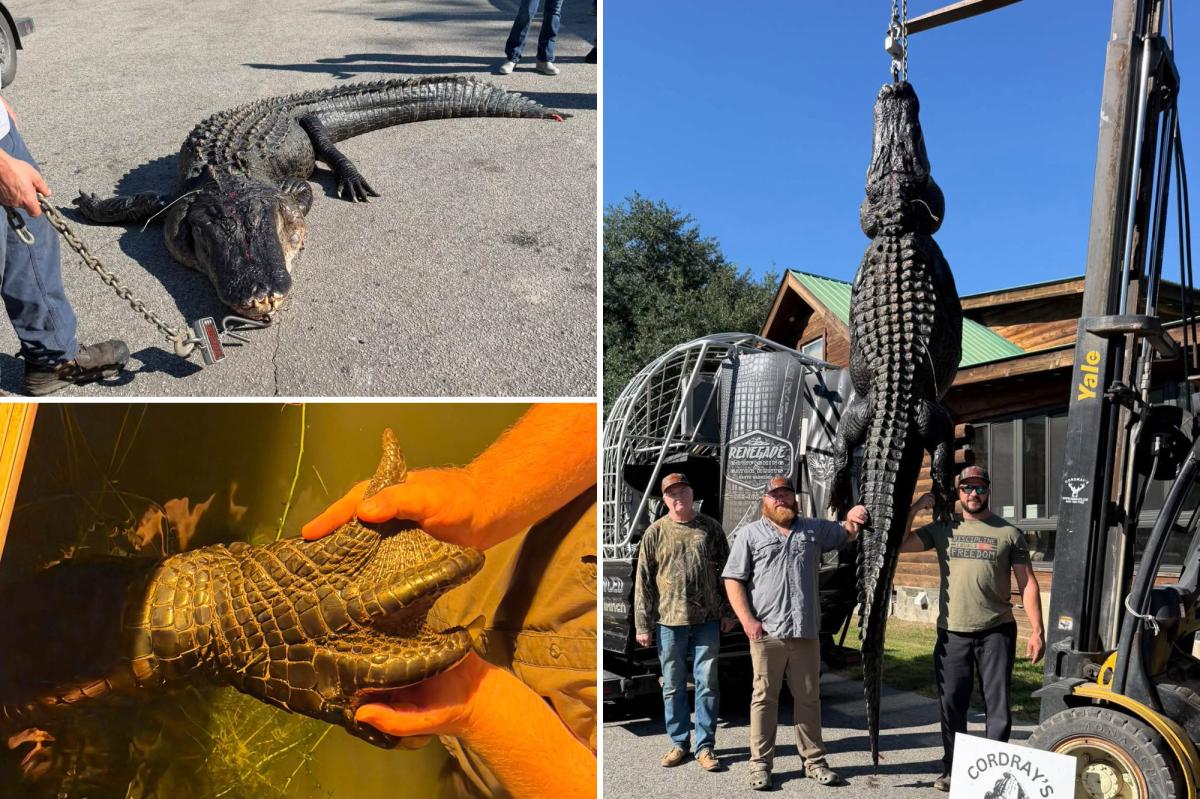 Whopping 844-pound alligator named Snaggletooth finally caught after hunter's 4-year quest