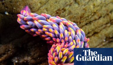 Country diary: Slugs? Dull? This one is pure showbiz | Invertebrates