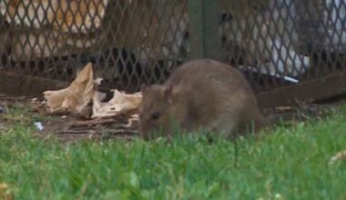 More mice or rats in and around your home? There are a few things you can do about it