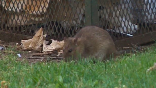More mice or rats in and around your home? There are a few things you can do about it