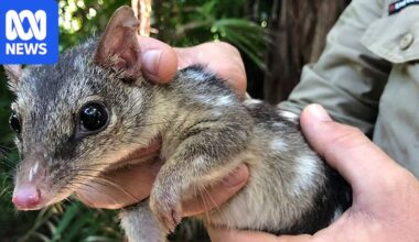 Researchers, rangers fear native northern quoll species could be extinct in Litchfield National Park