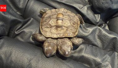 Volunteers at a protected Cape Cod nesting site found a rare diamondback terrapin hatchling with two heads; the tiny turtle weighed about as much as a nickel and is now being monitored by wildlife veterinarians