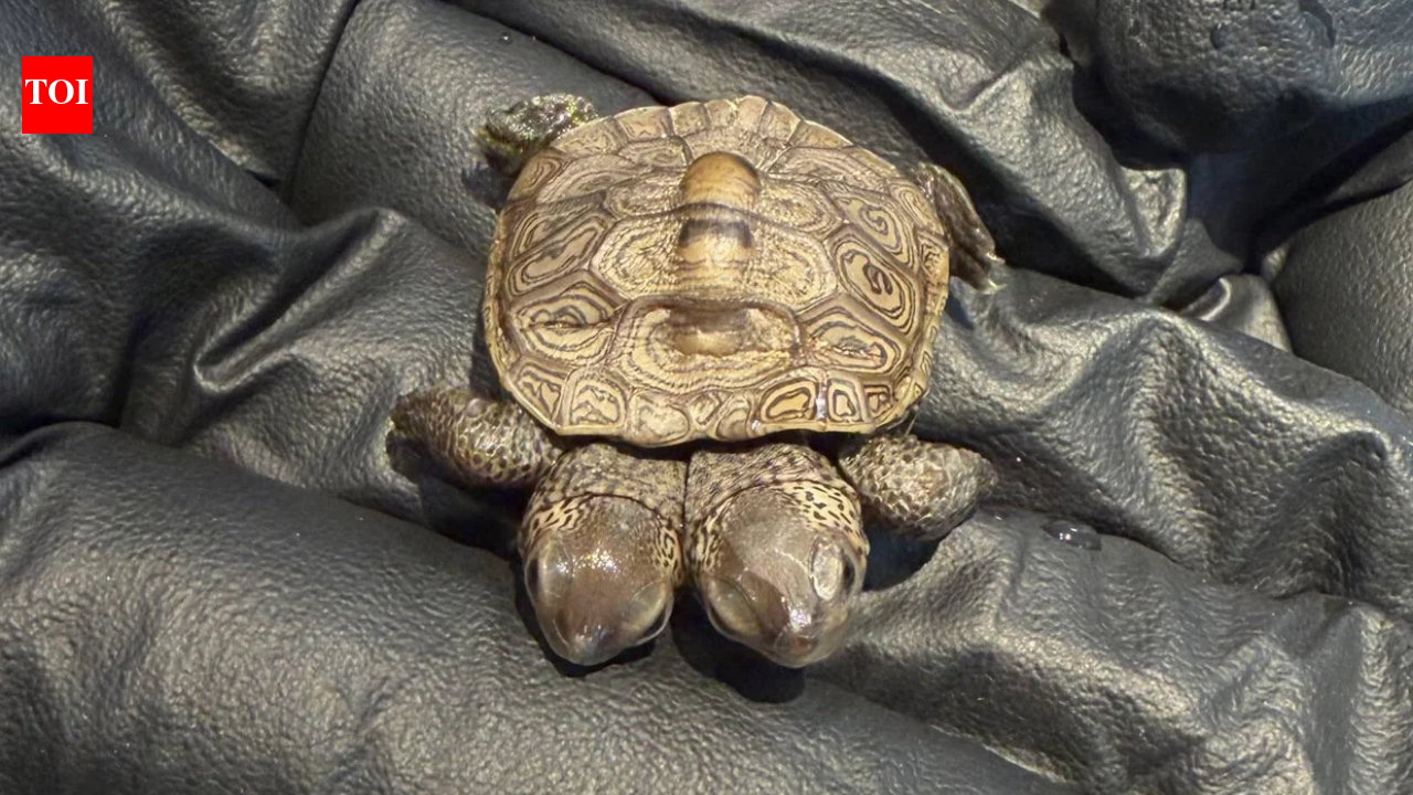 Volunteers at a protected Cape Cod nesting site found a rare diamondback terrapin hatchling with two heads; the tiny turtle weighed about as much as a nickel and is now being monitored by wildlife veterinarians
