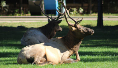 Love is in the air: Elk rutting season nears end