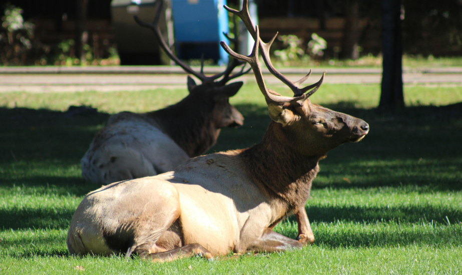 Love is in the air: Elk rutting season nears end