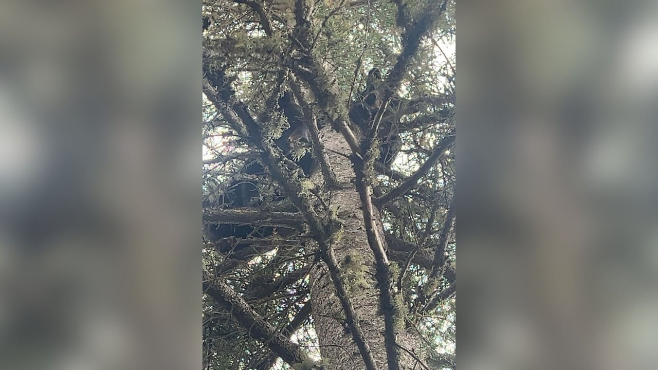The bear cubs sit in a tree near where the mother bear was discovered.
