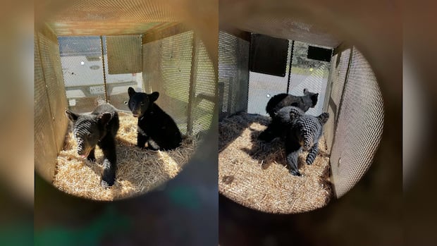 Orphaned bear cubs recover after rescue near West Loon Lake in Shuniah, Ont.