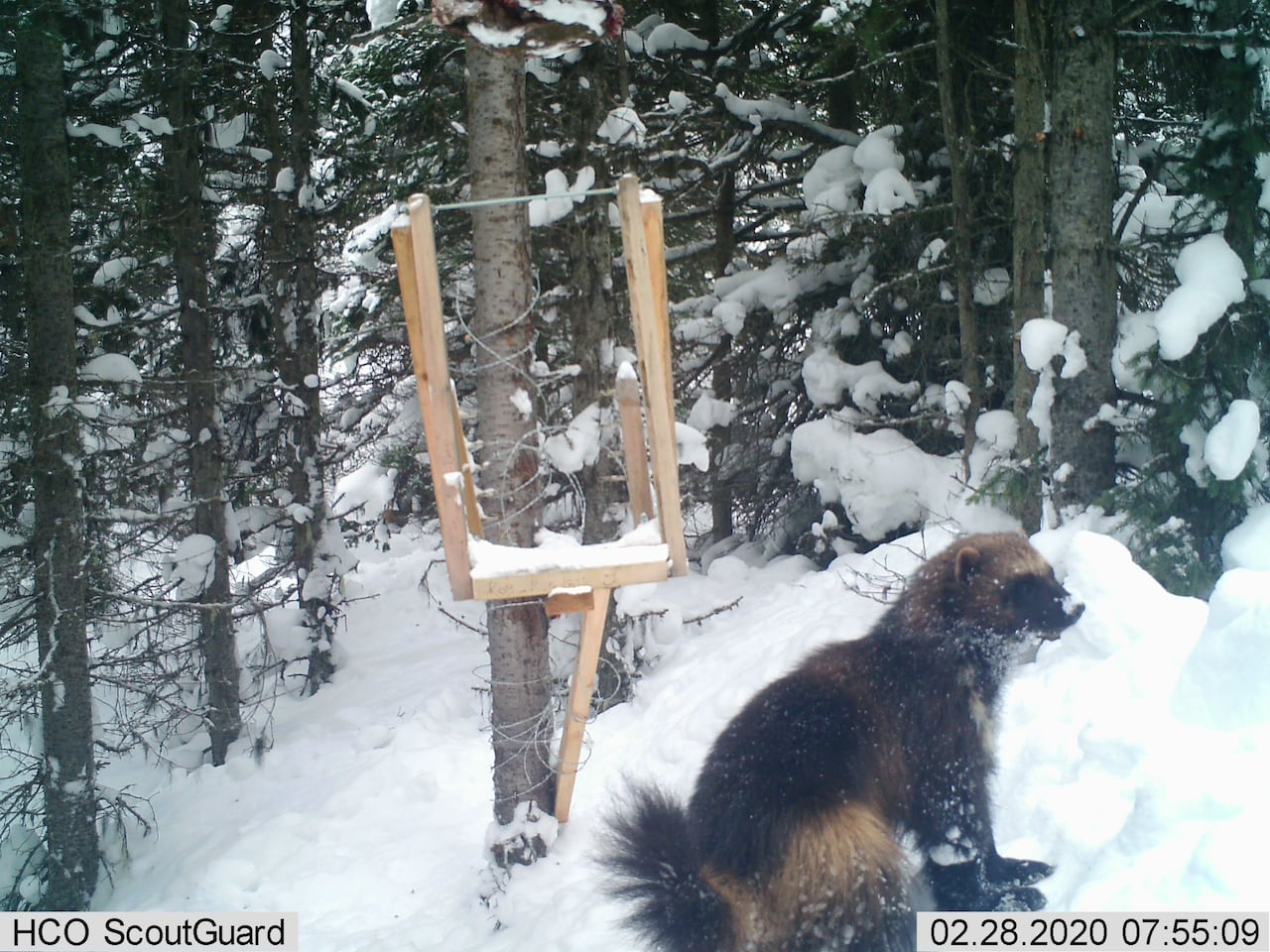 A wolverine investigates a bait station set up by Mirjam Barrueto’s research team. Researchers placed beaver carcasses throughout the study area to attract wolverines and used the device pictured to collect fur samples for analysis.