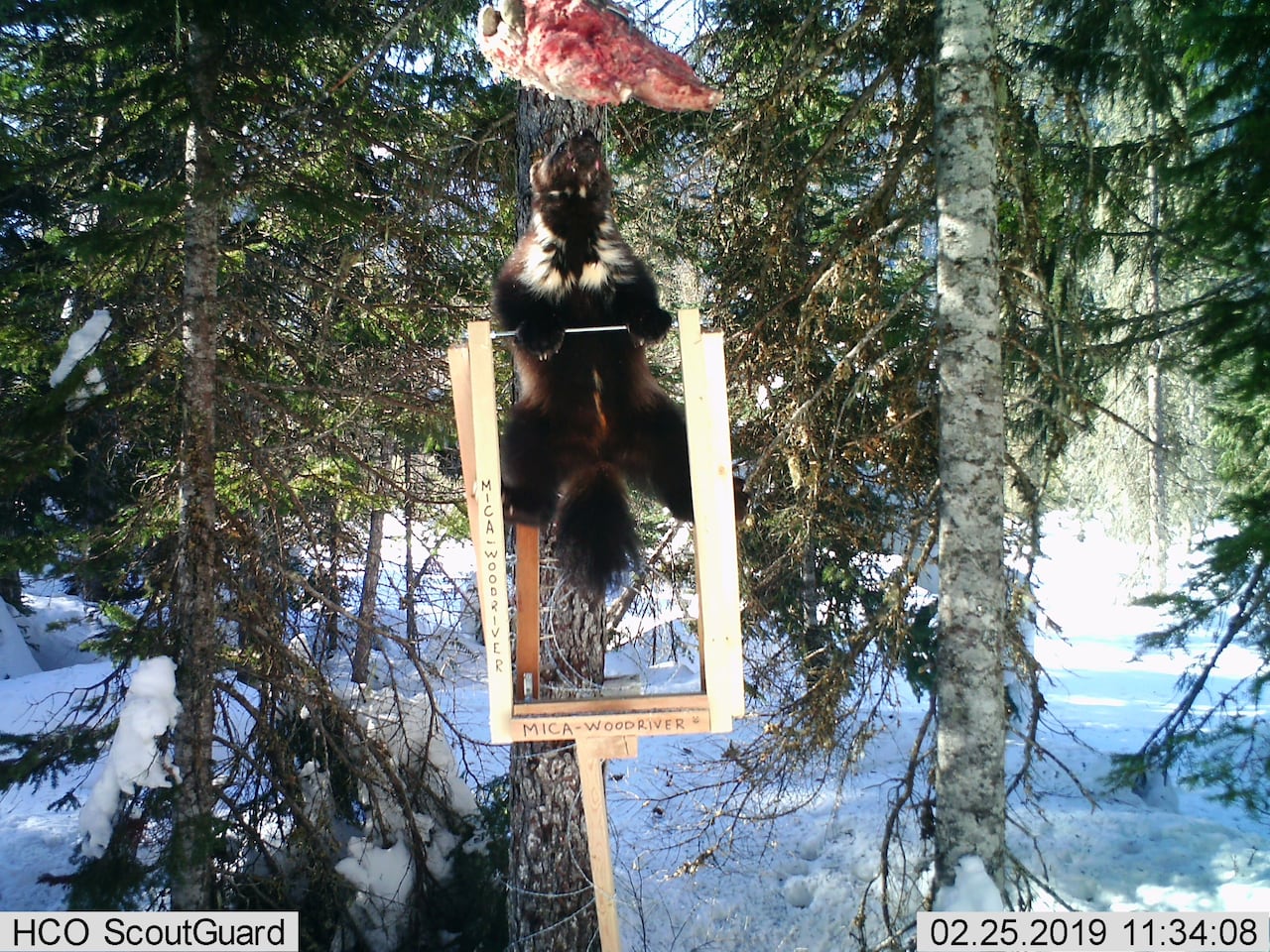 A female wolverine captured by the researchers cameras at one of the sampling stations.