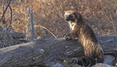 Even low levels of backcountry recreation linked to fewer wolverines, study finds