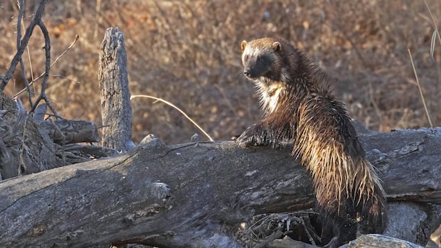 Even low levels of backcountry recreation linked to fewer wolverines, study finds