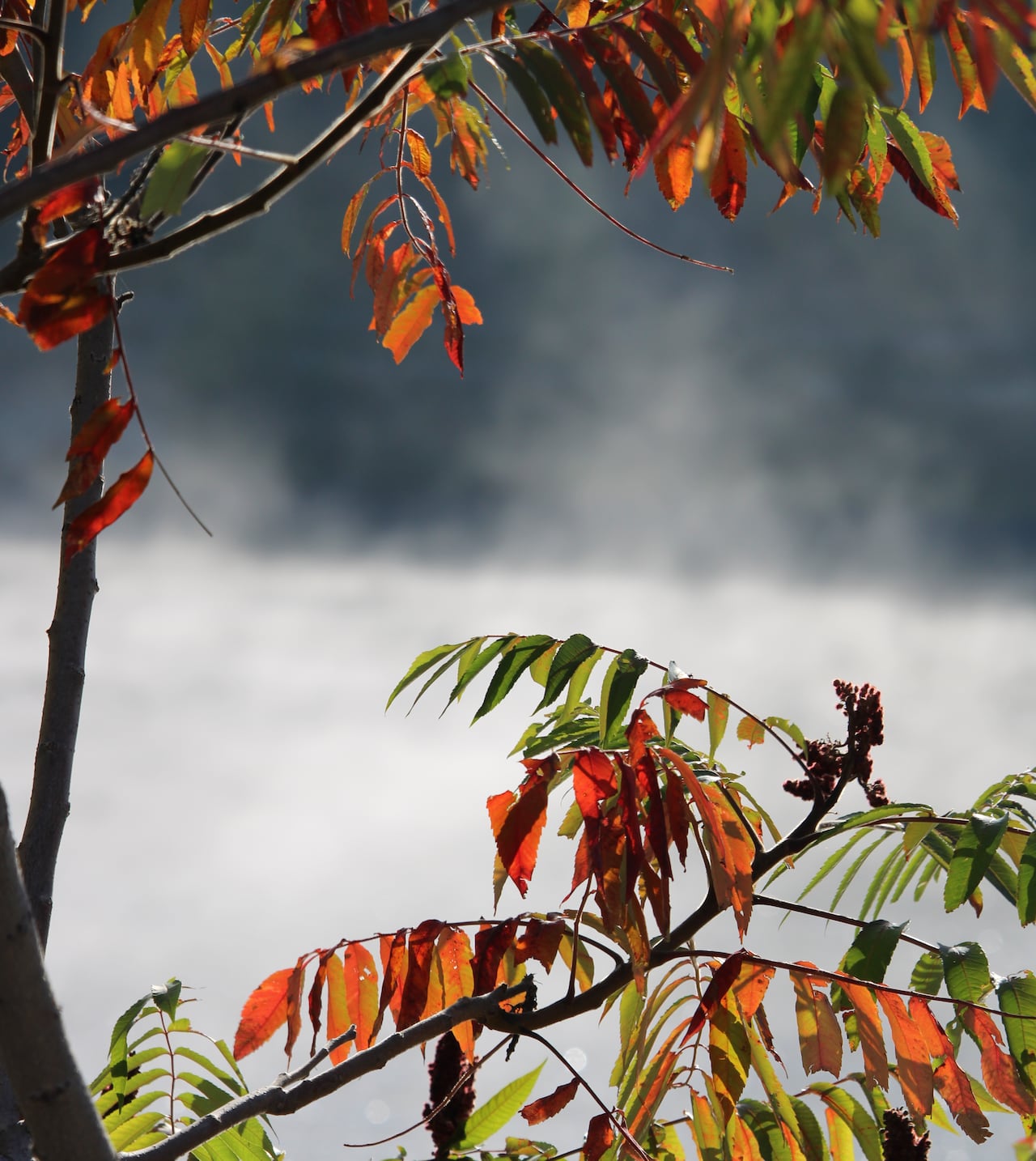 Fog rising off the water in the background. Colourful leaves are visible in the foreground.