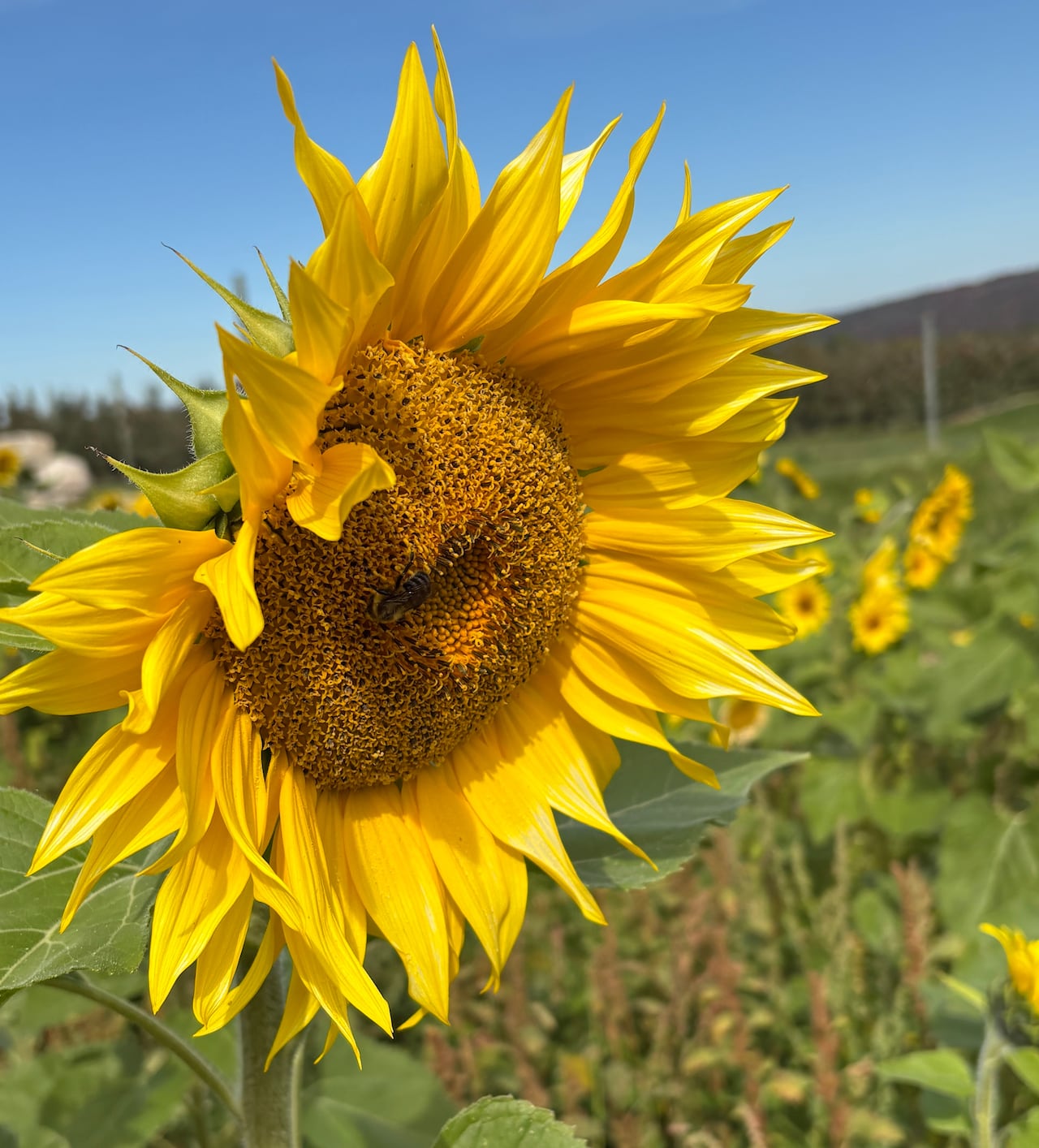 A bee on a tall and bright sunflower
