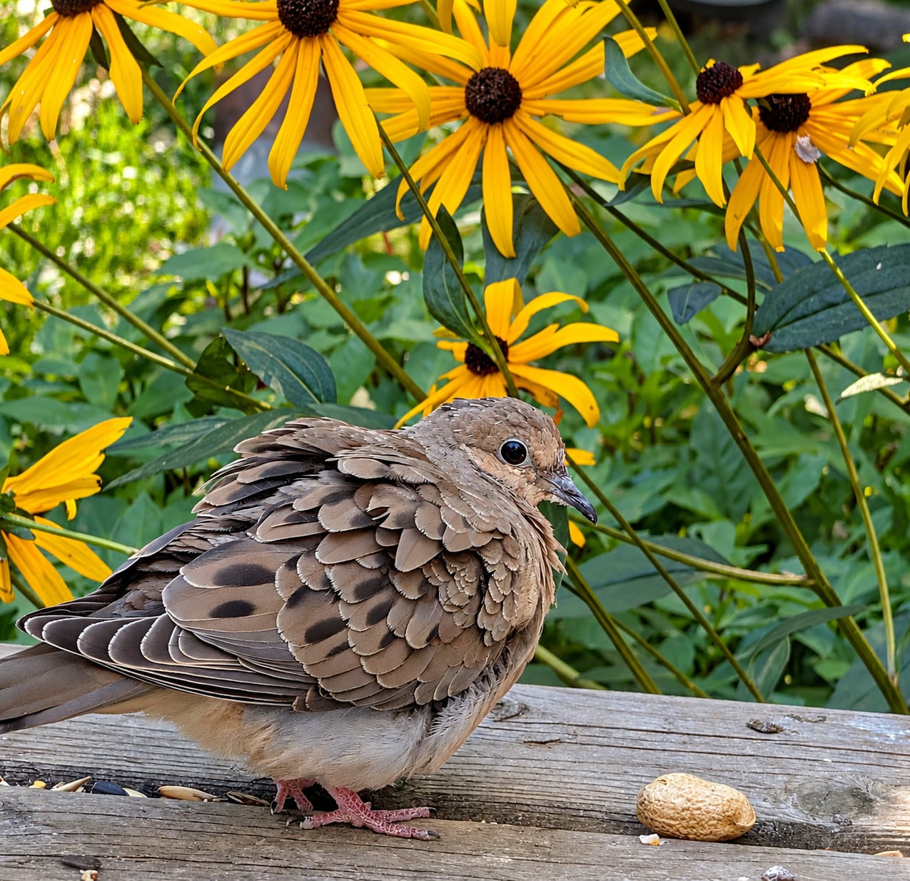 A brown mourning dove on a piece of wood next to yellow flowers
