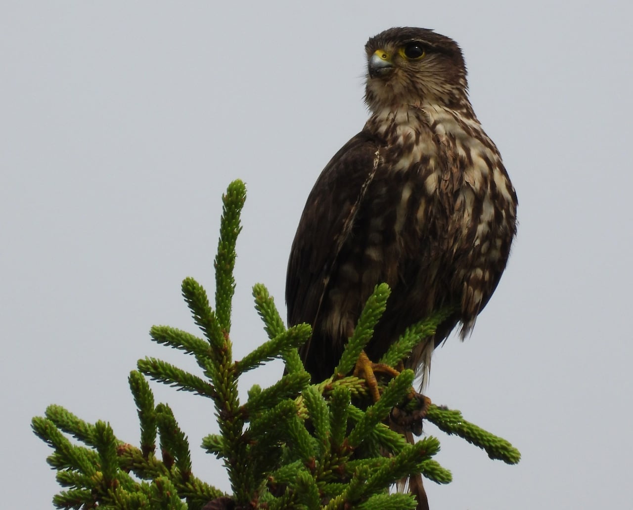 A falcon perched on top of a pine tree