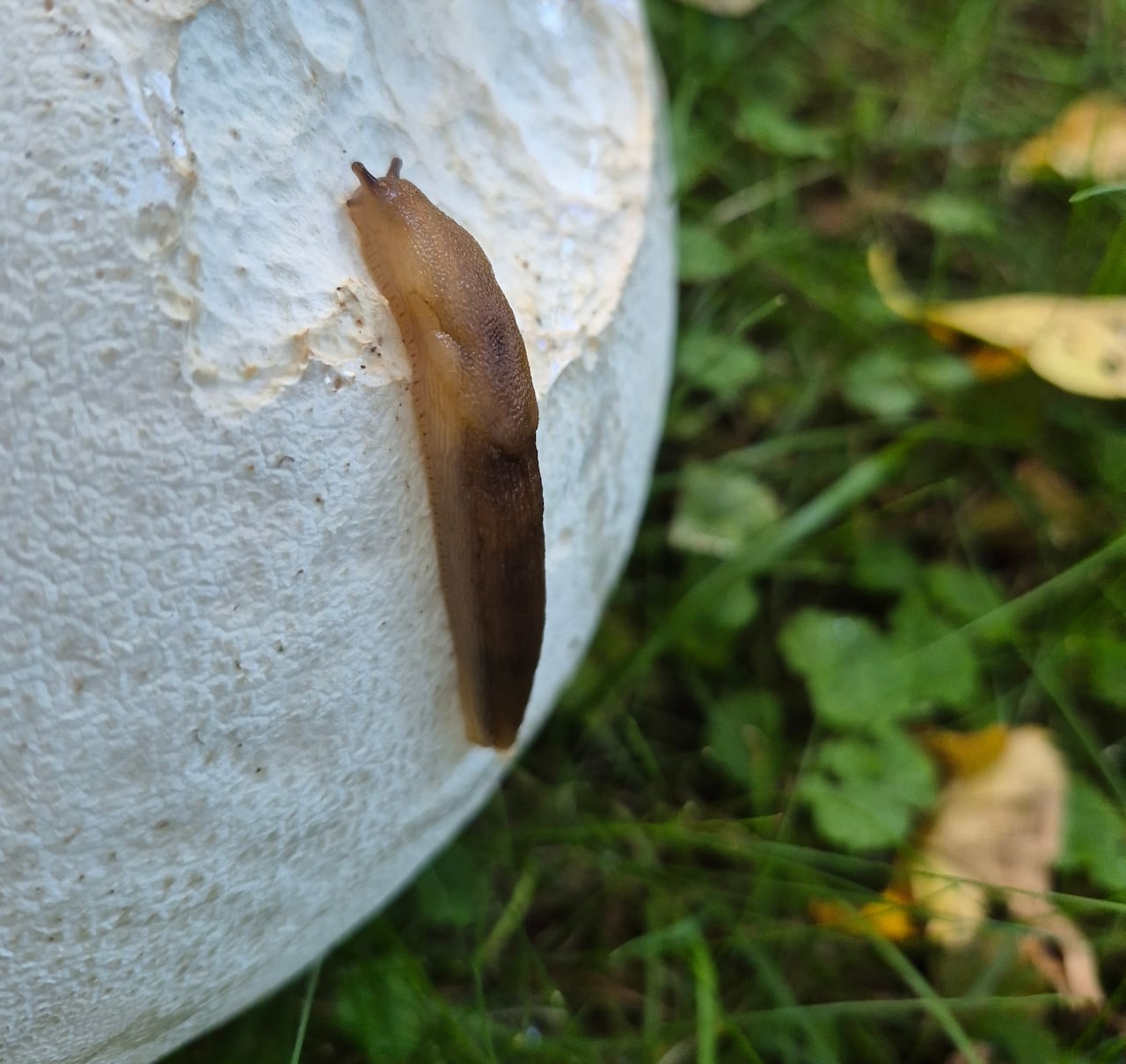 A partial view of a puffball mushroom with a slug crawling on it