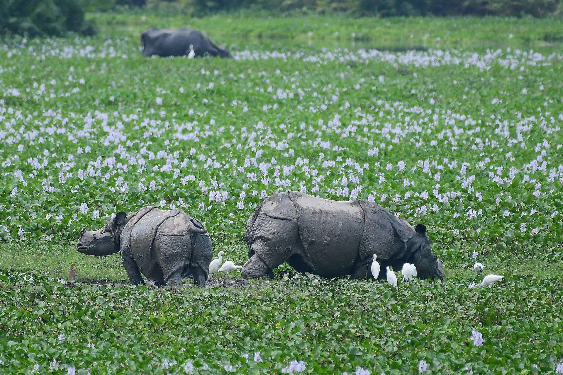 The state wants to replace the default 10-km eco-sensitive zone (ESZ) around Kaziranga National Park and Tiger Reserve file photo