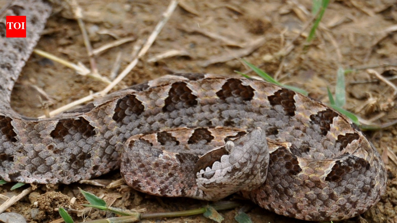 Malayan pit viper: How Southeast Asia’s venomous snake varies in venom, hunts rodents and survives across forests and cultivated habitats |